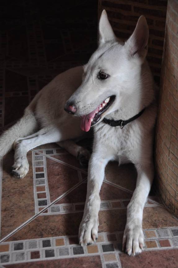 O lindo cão do Hostal Mamallena, em Cartagena, na Colômbia